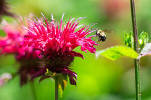 What’s Blooming at the WVBG?